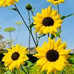 Avec Vue 4 Personnes Ardennes - Proche De Durbuy - La Roche - 2 Terrasses Privatives Et Jardin - Parking Gratuit 2 Voitures Noiseux