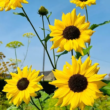 4 Personnes Et 1 Bebe Avec Vue Proche De Durbuy - La Roche - 2 Terrasses Et Jardin - Parking Gratuit 2 Voitures Noiseux