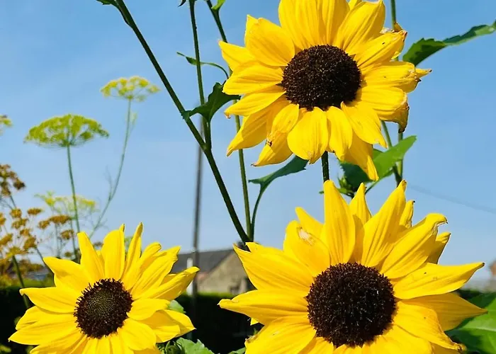 Avec Vue 4 Personnes Ardennes - Proche De Durbuy - La Roche - 2 Terrasses Privatives Et Jardin - Parking Gratuit 2 Voitures Noiseux