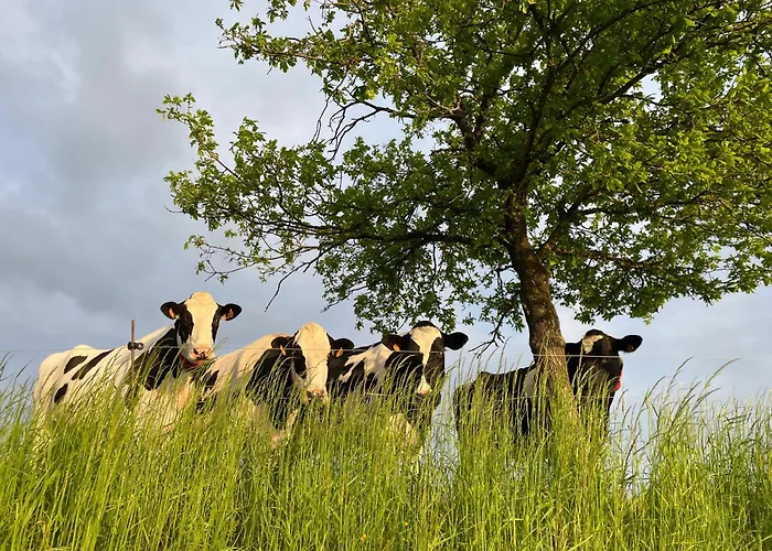 Avec Vue 4 Personnes Ardennes - Proche De Durbuy - La Roche - 2 Terrasses Privatives Et Jardin - Parking Gratuit 2 Voitures *